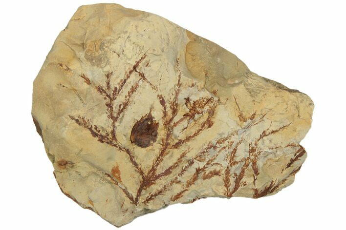 Fossil Cyprus Fronds and a Seed Pod - Montana #188658